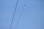 5_flight diverters on power line